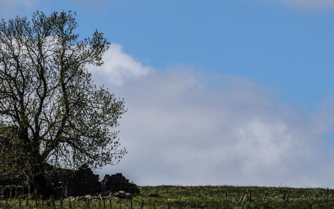 Conférence de Micheline SIMON « L&rsquo;Arbre, une figure de l&rsquo;Art » (13 Juin 2023)